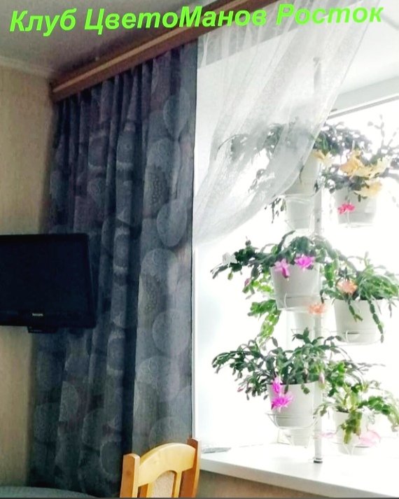 распорка для крупных растений на окно. Фото N4